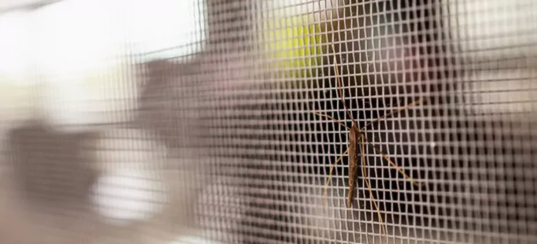 Repair Mosquito Mesh For Windows in Bayonet Point, FL